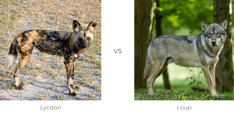 Loup Rival Le loup : bête féroce ou frère canin